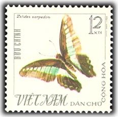 Common Bluebottle (Graphium sarpedon)