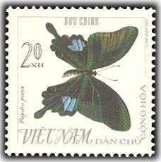 Paris Peacock (Papilio paris)