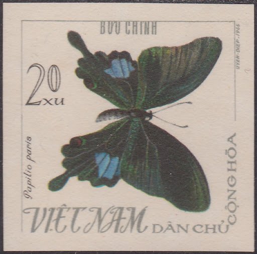 Paris Peacock (Papilio paris)