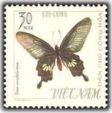 Common Rose (Pachlioptera aristolochiae)