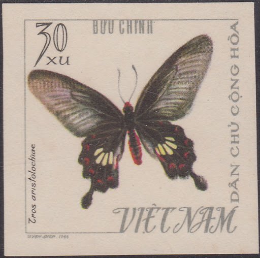 Common Rose (Pachlioptera aristolochiae)
