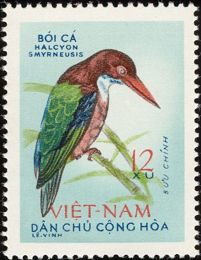 White-throated Kingfisher (Halcyon smyrnensis)
