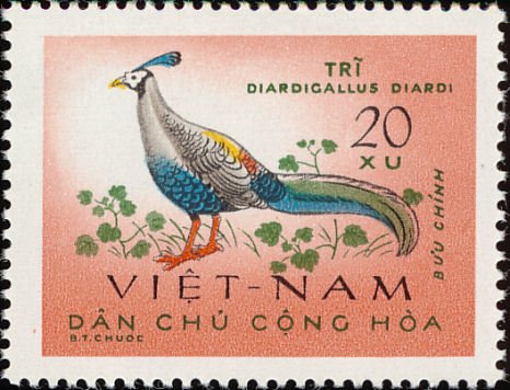 Siamese Fireback (Lophura diardi)