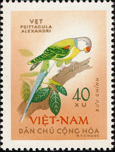 Blossom-headed Parakeet (Psittacula roseata)