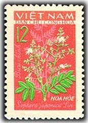Pagoda - Tree (sophora Japonica Lin)