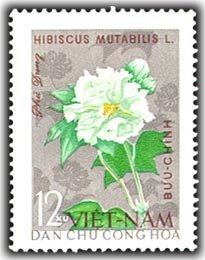 Cotton - Rose Hibiscus (hibicus Mutabilis)