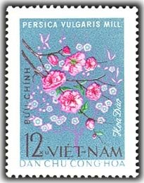 Peach Blosom (persica Vulgaris)