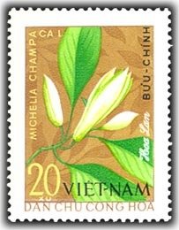 Michelia (michelia Champacal)
