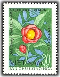 Lavender (camellia Amplexicaulis Pitard)