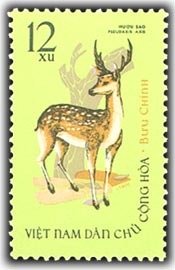 Spotted Deer (Axis axis)