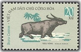 Water Buffalo (Bubalus bubalis)