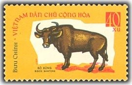 Banteng (Bos javanicus)