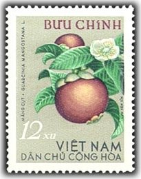 Mangosteen (Guarcinia mangostana)