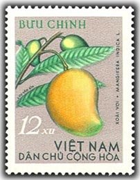Mango (Mangifera indica)