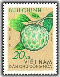 Custard apple (Anona squamosa)