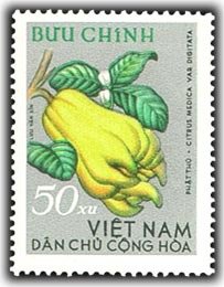 Buddhas hand (Citrus medica var digitata)