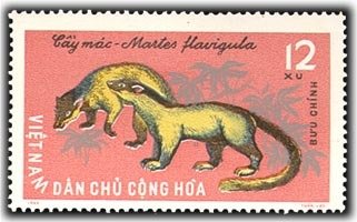Yellow-throated Marten (Martes flavigula) 