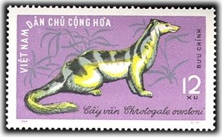 Owston's Palm Civet (Chrotogale owstoni)