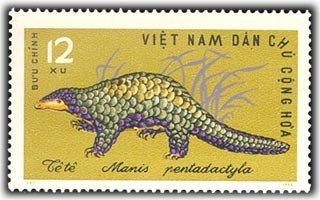Chinese Pangolin (Manis pentadactyla)