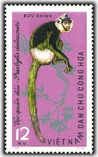 Delacour's Langur (Presbytis delacouri)