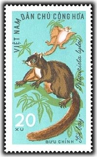 Lyle's Flying Squirrel (Petaurista lylei)