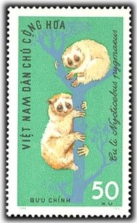 Pygmy Slow Loris (Nycticebus pygmaeus)