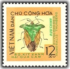Citrus Green Bug (Rhynchocoris humeralis)
