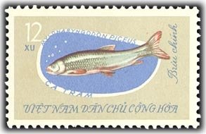 Black Carp (Mylopharyngodon piceus) 