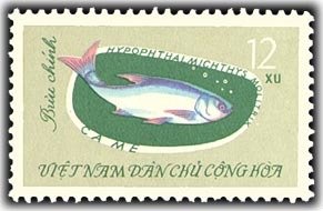 Silver Carp (Hypophthalmichthys molitrix)