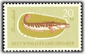 Asian Snakehead (Ophicephalus striatus) 