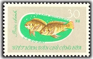 Mozambique Tilapia (Tilapia mossambica) 