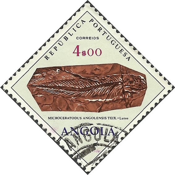Microceratodus Angolensis Teix
