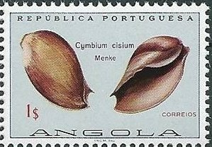 False elephant's Snout Volute (Cymbium cisium)