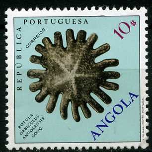 Rotula orbicolus