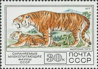 Siberian Tiger (Panthera tigris altaica)