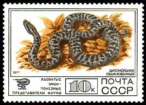 Siberian Pit Viper (Gloydius halys)