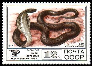 Indian Cobra (Naja naja)