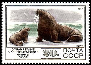Walrus (Odobenus rosmarus)