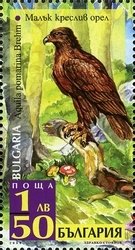 Lesser Spotted Eagle (Aquila pomarina)