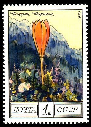 Crocus scharojana