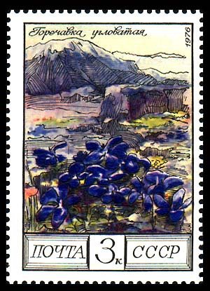 Gentiana angulosa