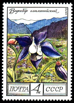Aquilegia olympica