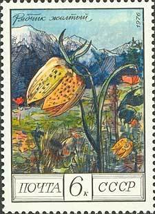 Fritillaria lutea