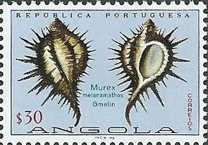 Murex (Murex melananiathos)