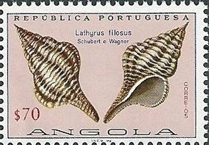(Lathyrus filosus)