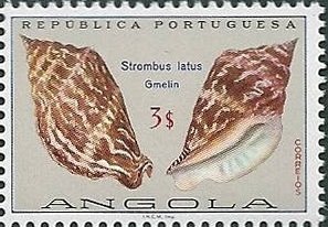 Bubonian Conch (Strombus latus)