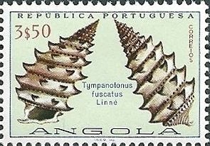 Mud-flat Periwinkle (Tympanotunus fuscatus)