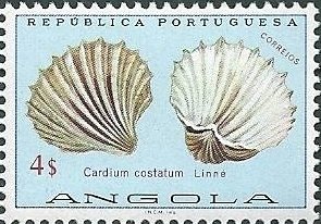 Great Ribbed Cockle (Cardium costatum)