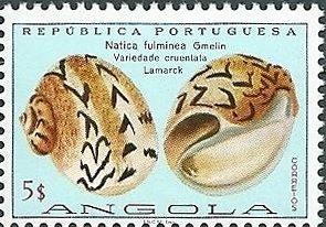Lightning Moon Snail (Natica fulminea)