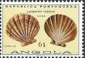 (Lyropecten nodosas)